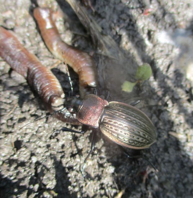 Carabus cancellatus - ragyás futrinka