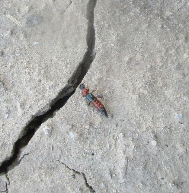 Paederus