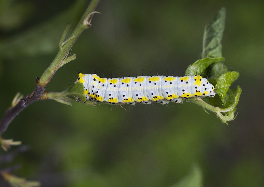 Diloba caeruleocephala - őszi kékesbagoly