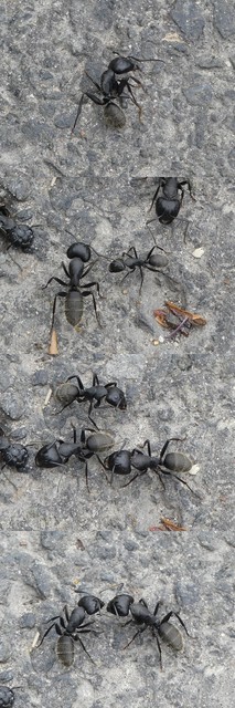 Camponotus vagus - fekete lóhangya