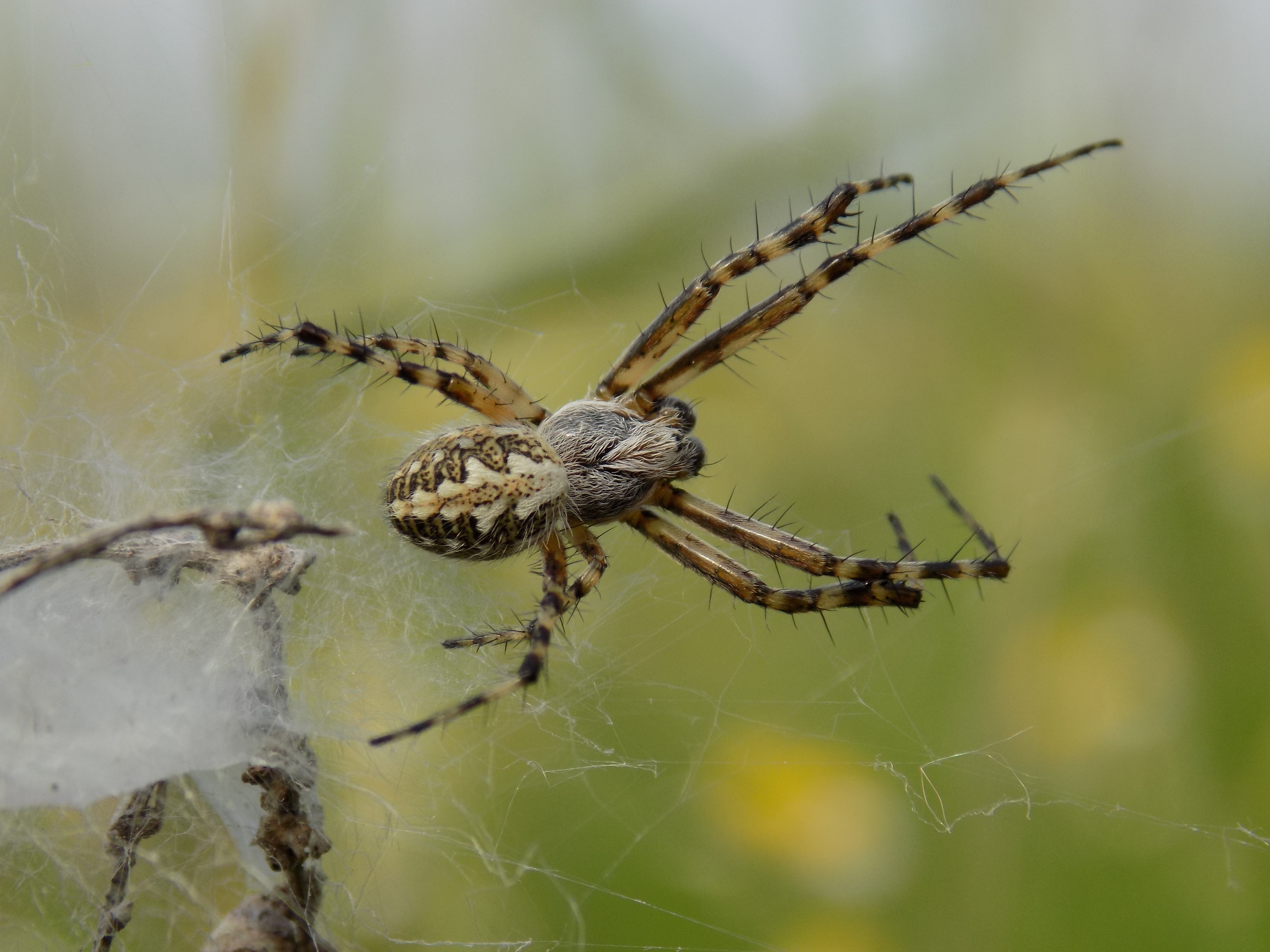 Aculepeira armida - déli fehérsávos-keresztespók