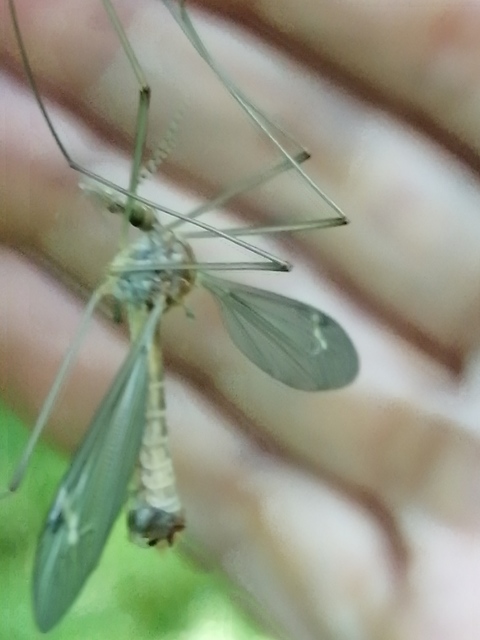 Tipula