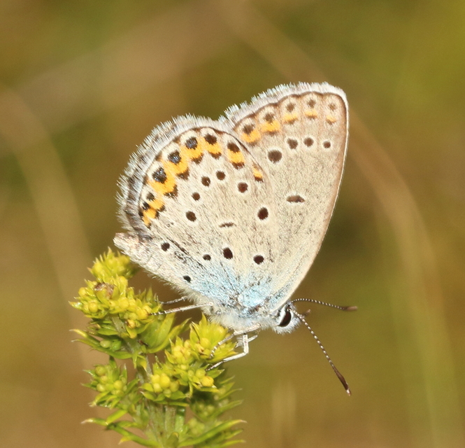 Plebejus idas - északi boglárka