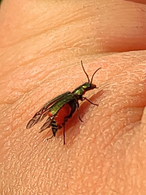 Malachius bipustulatus - kétfoltos bibircsesbogár