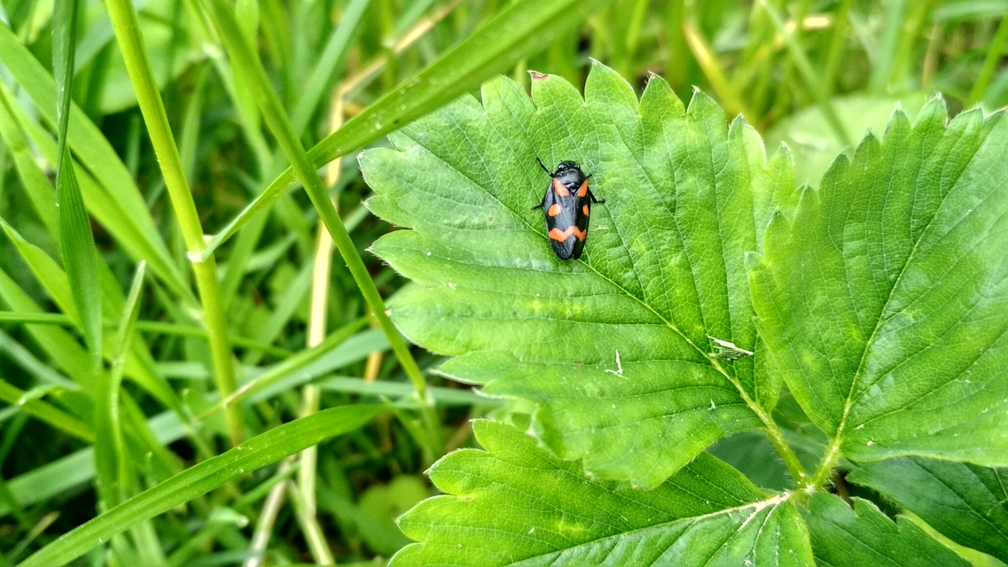 Cercopis arcuata/sanguinolenta