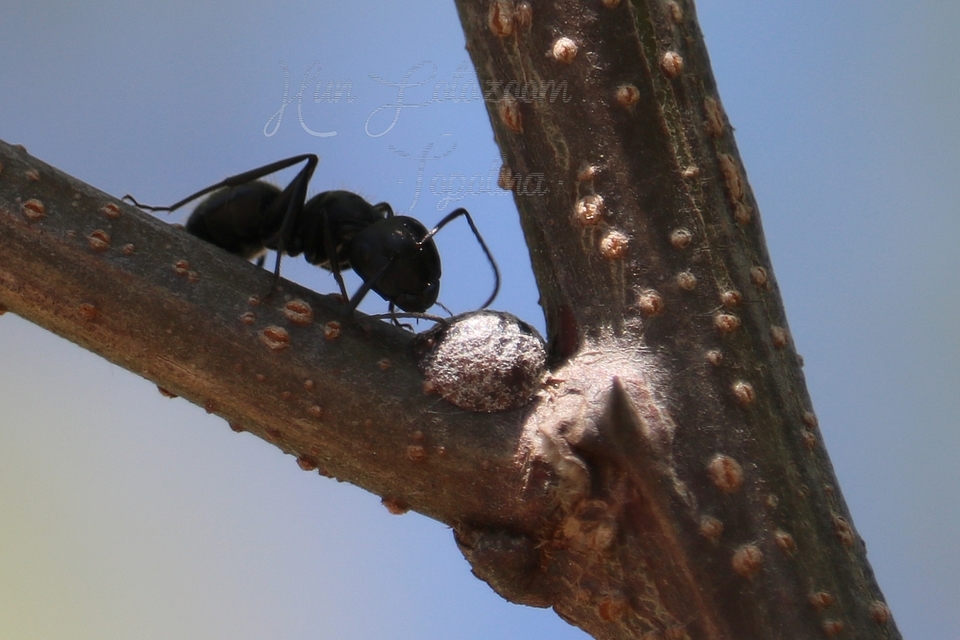 Camponotus vagus - fekete lóhangya