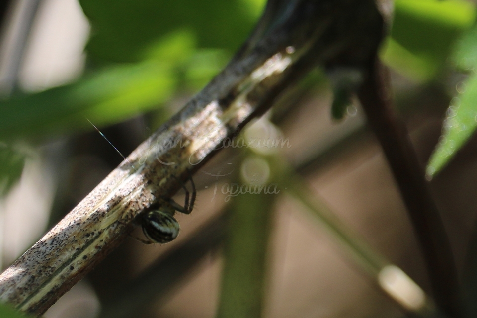 Mangora acalypha - réti keresztespók