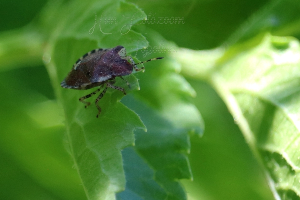 Dyroderes umbraculatus Dyroderes umbraculatus