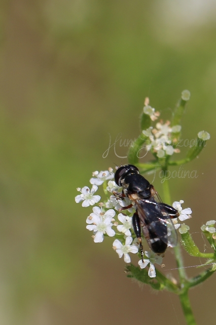 Syritta pipiens - zizegő comboslégy
