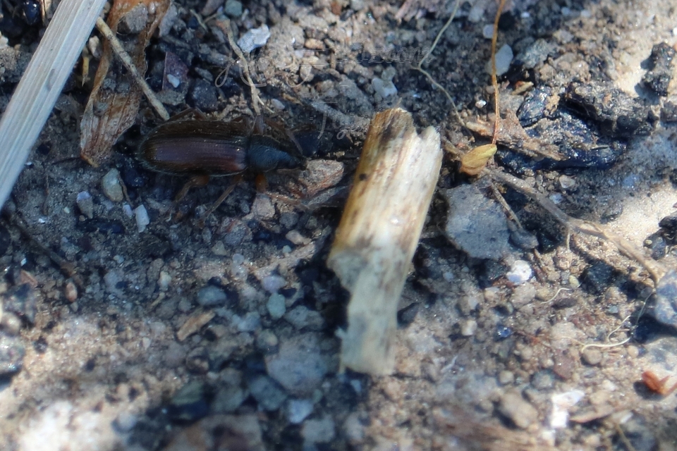 Phyllobius oblongus - közönséges levélormányos