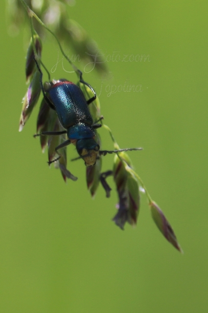 Malachius bipustulatus - kétfoltos bibircsesbogár