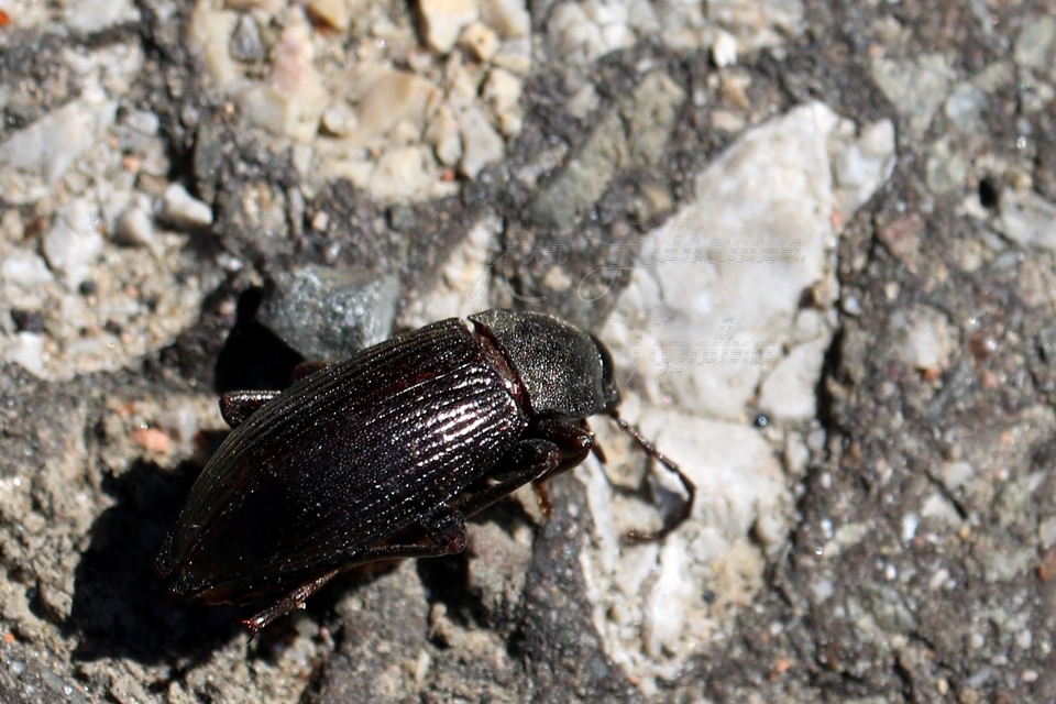Stenomax aeneus - bronzos gyászbogár