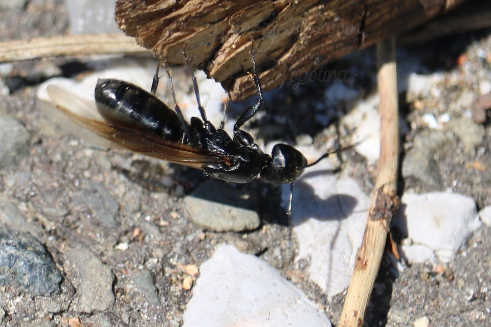 Camponotus vagus - fekete lóhangya