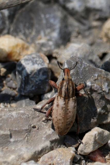 Pseudocleonus cinereus - hamvas barkó
