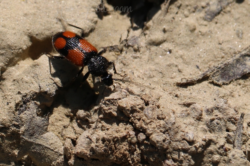 Panagaeus bipustulatus - kis keresztesfutó
