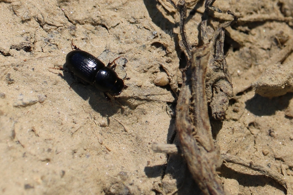Aphodius varians - változékony trágyabogár