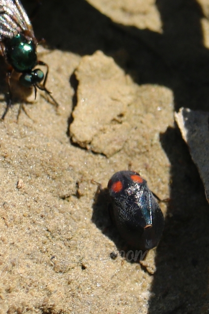 Penthimia nigra - fekete kabóca Penthimia nigra - fekete kabóca