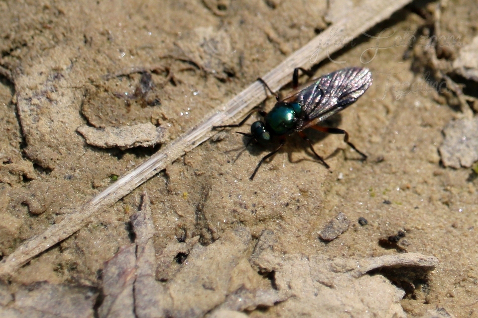 Actina chalybea - csillogó tüskéslégy