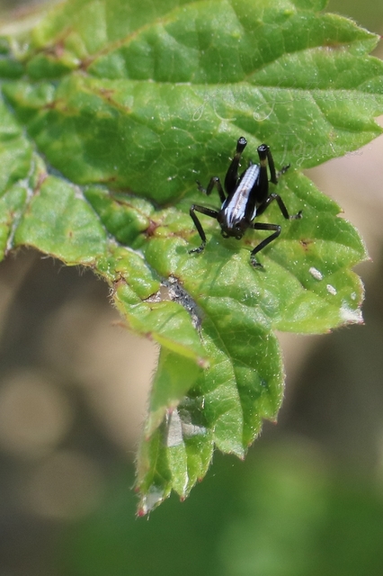 Pholidoptera fallax - galléros avarszöcske
