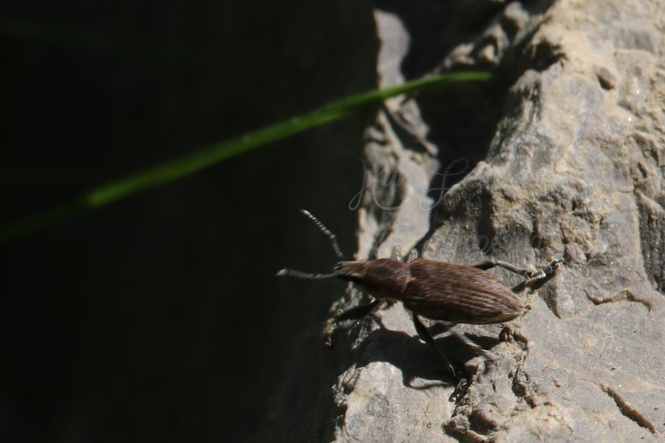 Tanymecus palliatus - közönséges hegyesfarúbarkó