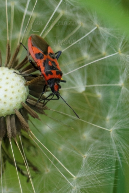 Corizus hyoscyami - piros karimáspoloska