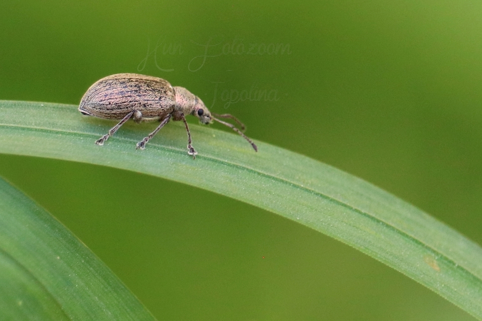 Phyllobius pyri - gyümölcsfa-levélormányos