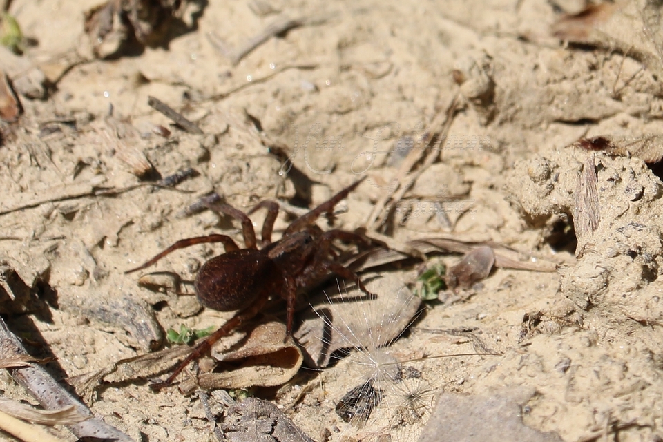 Trochosa