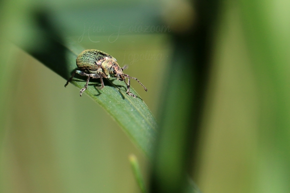 Phyllobius pyri - gyümölcsfa-levélormányos