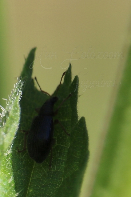 Phyllobius oblongus - közönséges levélormányos