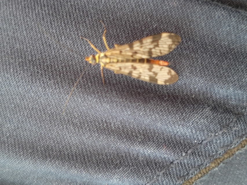 Panorpa communis/vulgaris