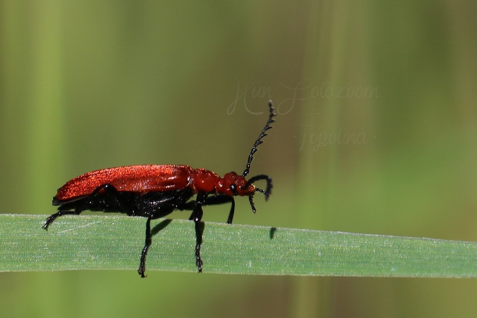 Pyrochroa serraticornis - közép-bíborbogár