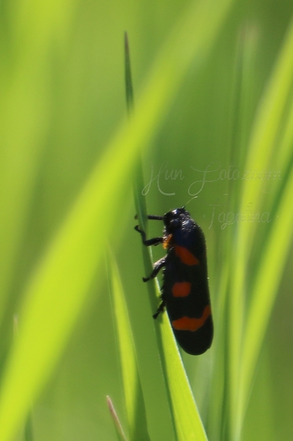Cercopis
