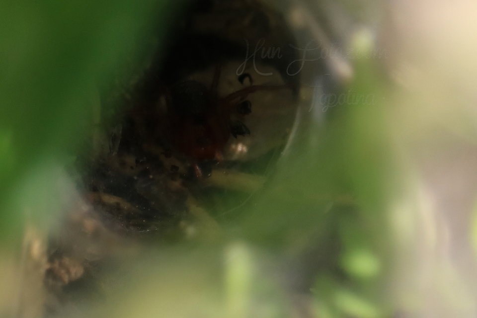 Agelena labyrinthica - illó tölcsérpók