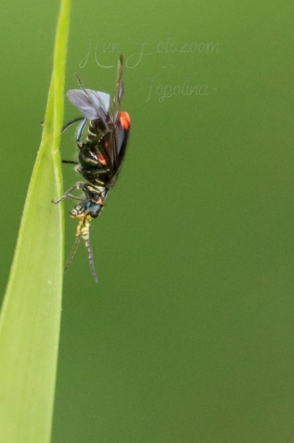 Malachius bipustulatus - kétfoltos bibircsesbogár