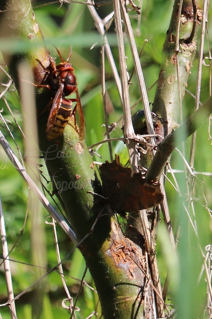 Vespa crabro - lódarázs