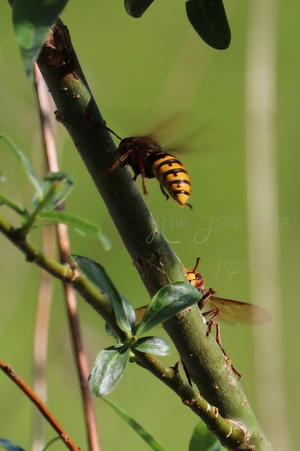 Vespa crabro - lódarázs