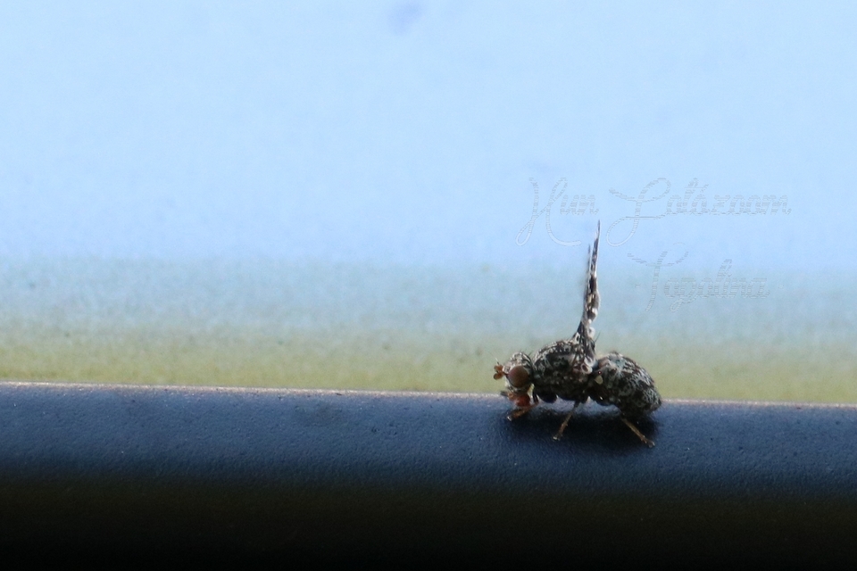 Callopistromyia annulipes - pávalégy