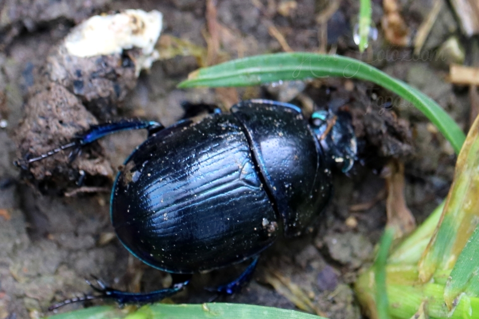 Anoplotrupes stercorosus - erdei álganéjtúró