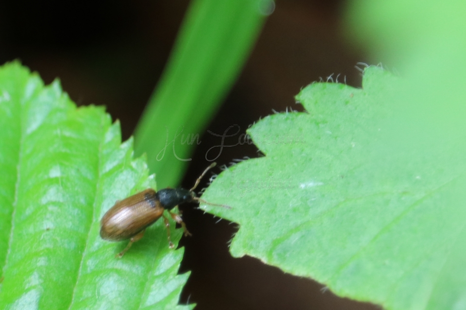 Phyllobius oblongus - közönséges levélormányos