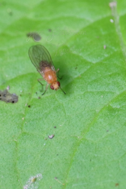 Lauxaniidae - pudvalegyek