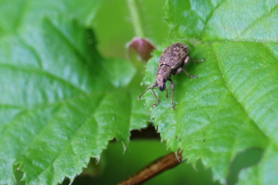 Sciaphilus asperatus - árnyékkereső ormányos