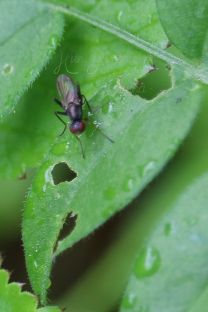Sepsidae - billegetőlégyfélék