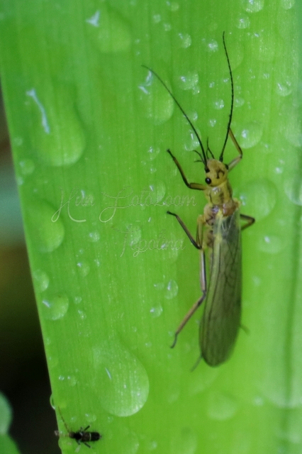 Plecoptera - Álkérészek