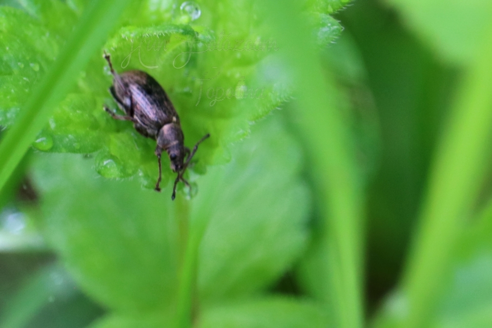 Phyllobius pyri - gyümölcsfa-levélormányos
