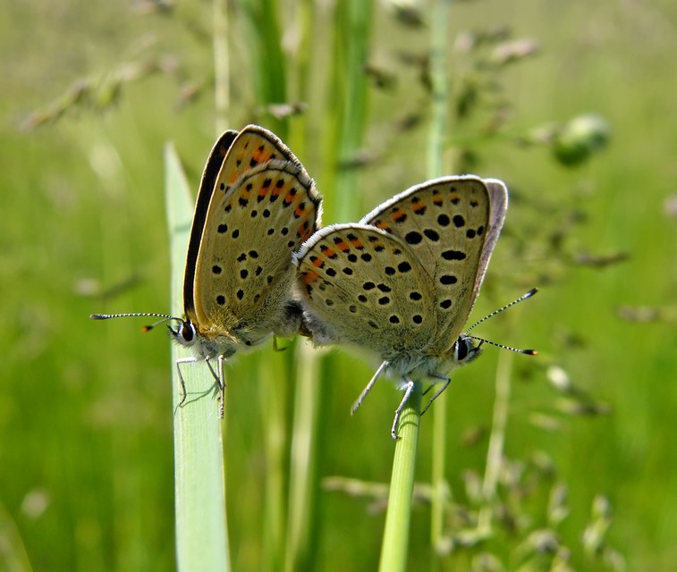 Lycaena tityrus - barna tűzlepke