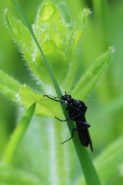 Bibionidae - bársonylegyek