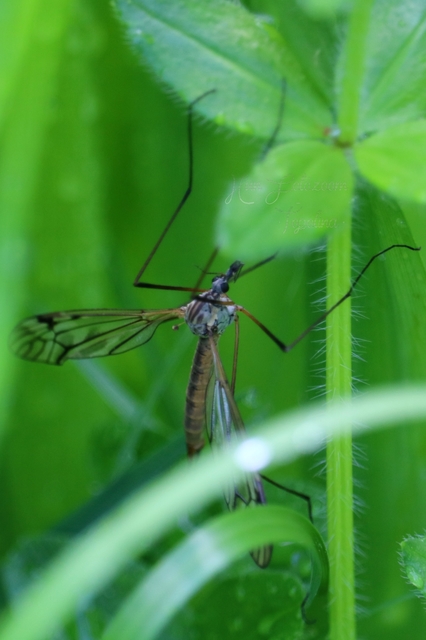 Tipula