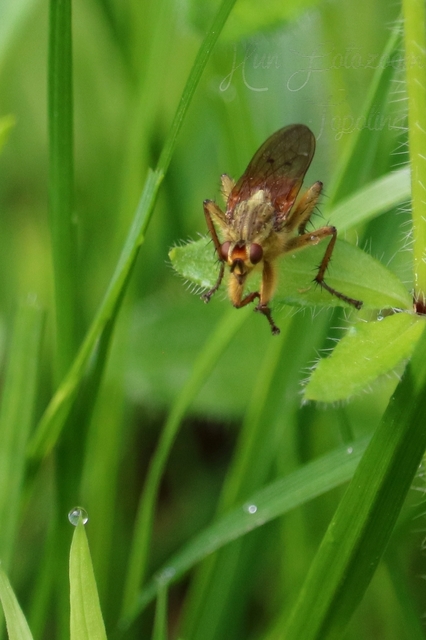 Scathophaga stercoraria - közönséges trágyalégy