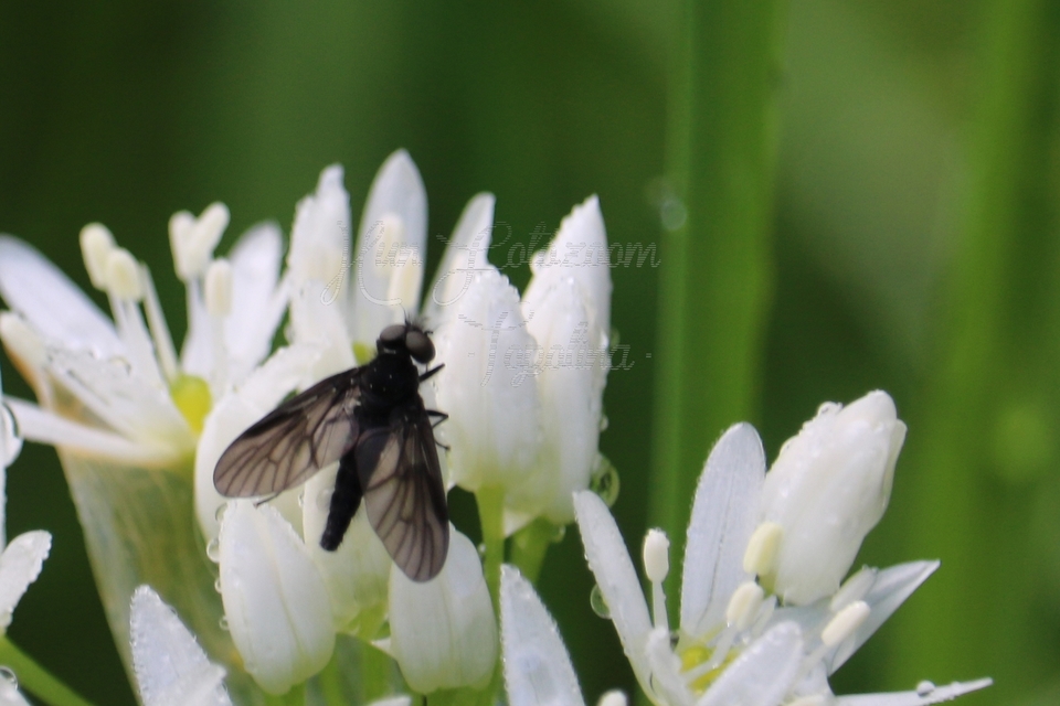 Rhagionidae - kószalégyfélék