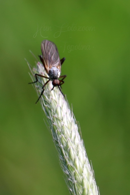 Empididae - táncoslegyek